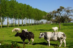  Les Waleffes 