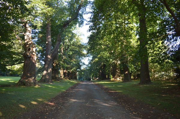 Drève