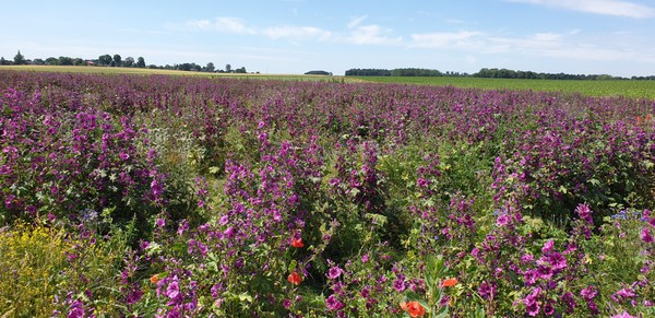 Pré fleuri