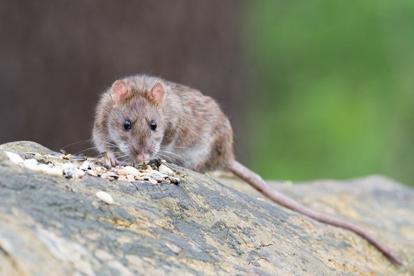 Rat photo